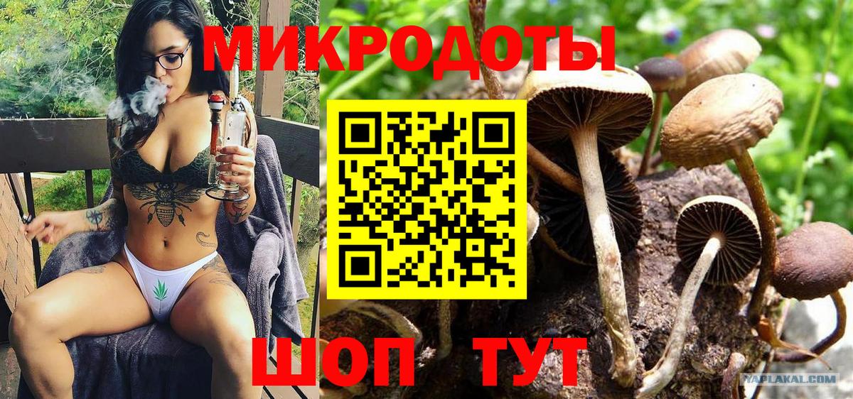 Галлюциногенные грибы Psilocybe Советская Гавань